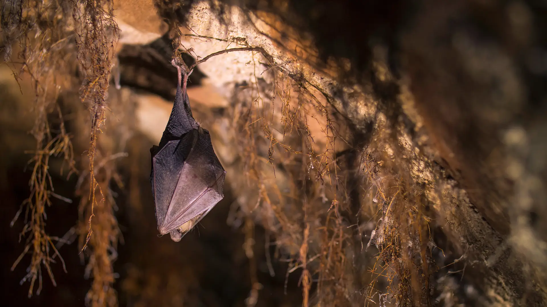 Inside Florida Caverns State Park